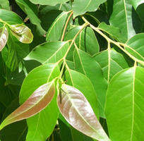 H2O Cinnamon Leaf Essential Oil